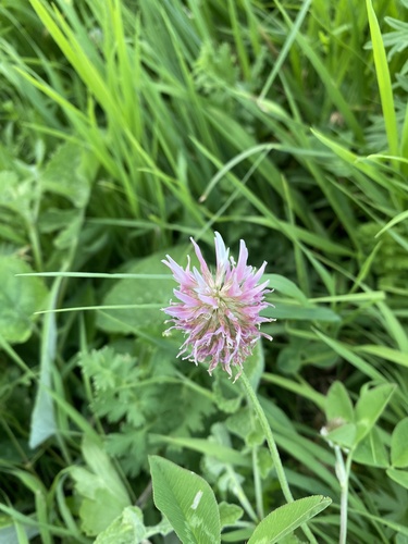 Image of Caucasian Clover (Trifolium ambiguum) by (c) Илья Руденко, some rights reserved (CC BY)