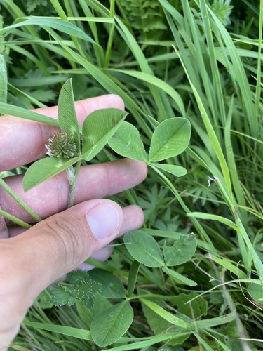 Image of Caucasian Clover (Trifolium ambiguum) by (c) Илья Руденко, some rights reserved (CC BY)