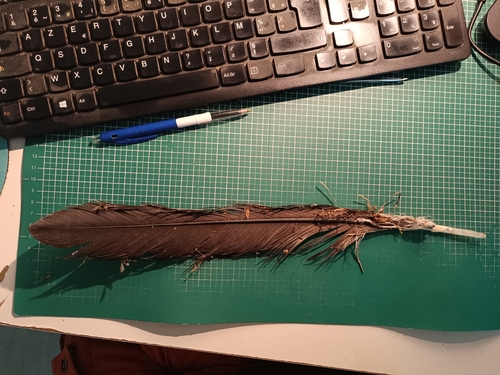 Plume de Vautour moine