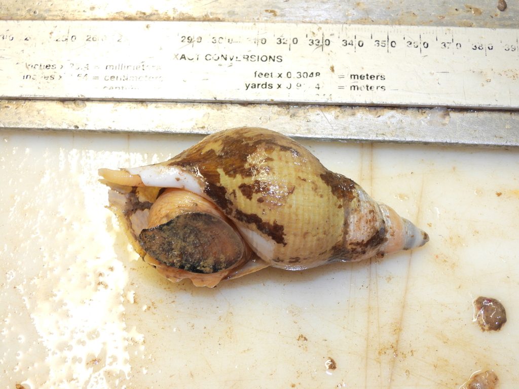 hairy whelk