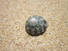 Trochus maculatus
