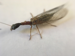 Raphidiidae