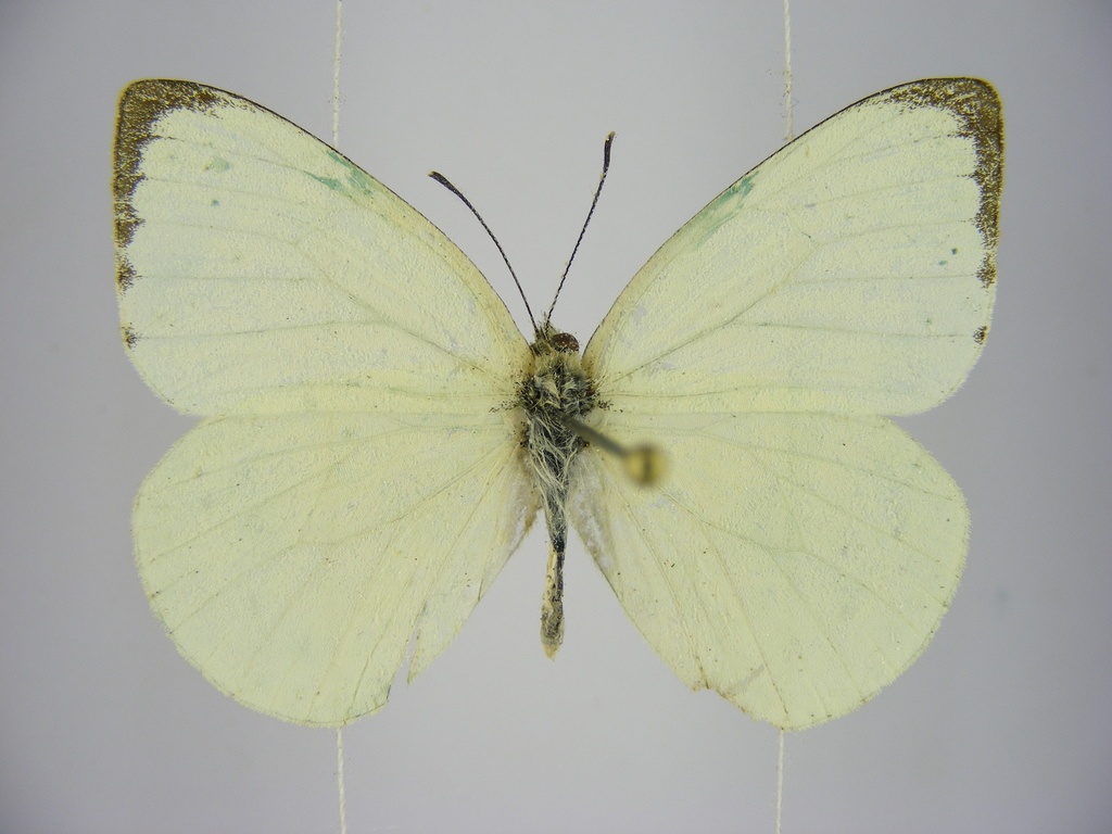 Creamy Small White