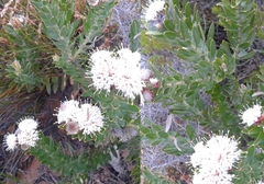 Leucospermum bolusii