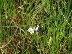Rheumaptera hastata