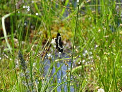 Rheumaptera hastata