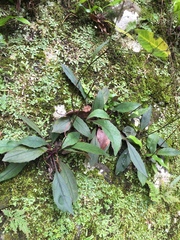 Ixeridium laevigatum