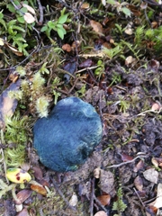 Rossbeevera pachydermis