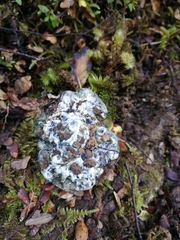 Rossbeevera pachydermis