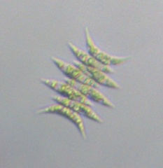 Scenedesmaceae