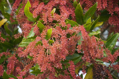 Pterophylla parviflora observed 2024-05-23