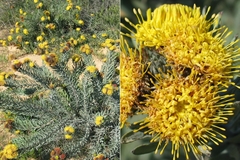 Leucospermum parile