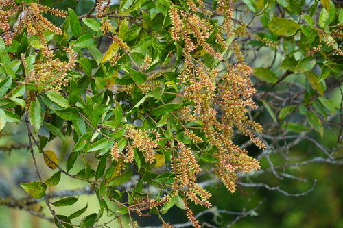 Pterophylla parviflora observed 2024-05-23