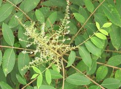 Rhus hypoleuca