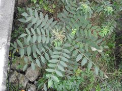 Rhus hypoleuca