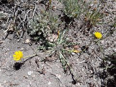 Pyrrocoma apargioides