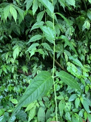 Cyclocodon lancifolius