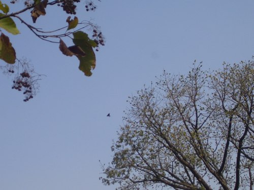 Pied Crow