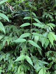 Cyclocodon lancifolius