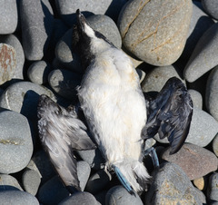 Pelecanoides urinatrix