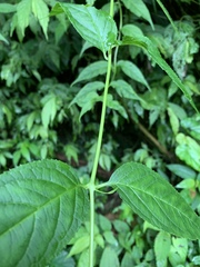 Cyclocodon lancifolius