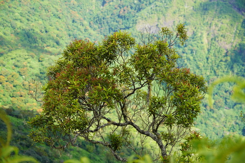 Pterophylla parviflora observed 2024-05-23