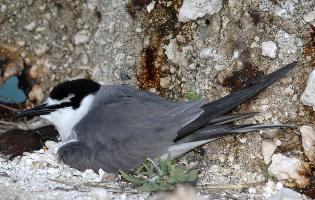Gray-backed Tern photo