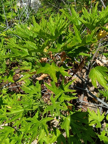 Image of Pelargonium citronellum by (c) bullwooding, some rights reserved (CC BY)