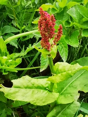 Rumex lapponicus