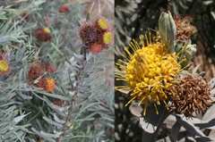 Leucospermum rodolentum
