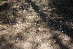Clarkia dudleyana