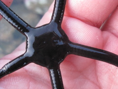 Ophiopsammus maculata