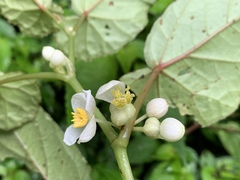 Begonia longifolia