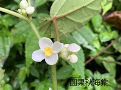 Begonia longifolia