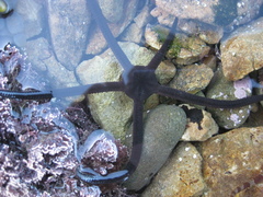 Ophiopsammus maculata