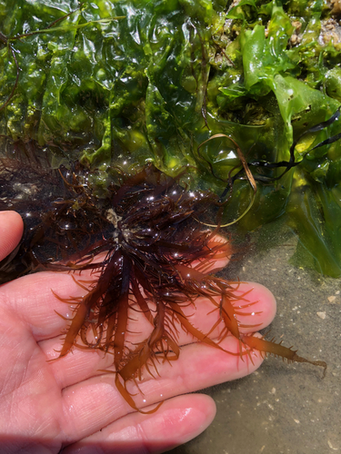 Grateloupia californica