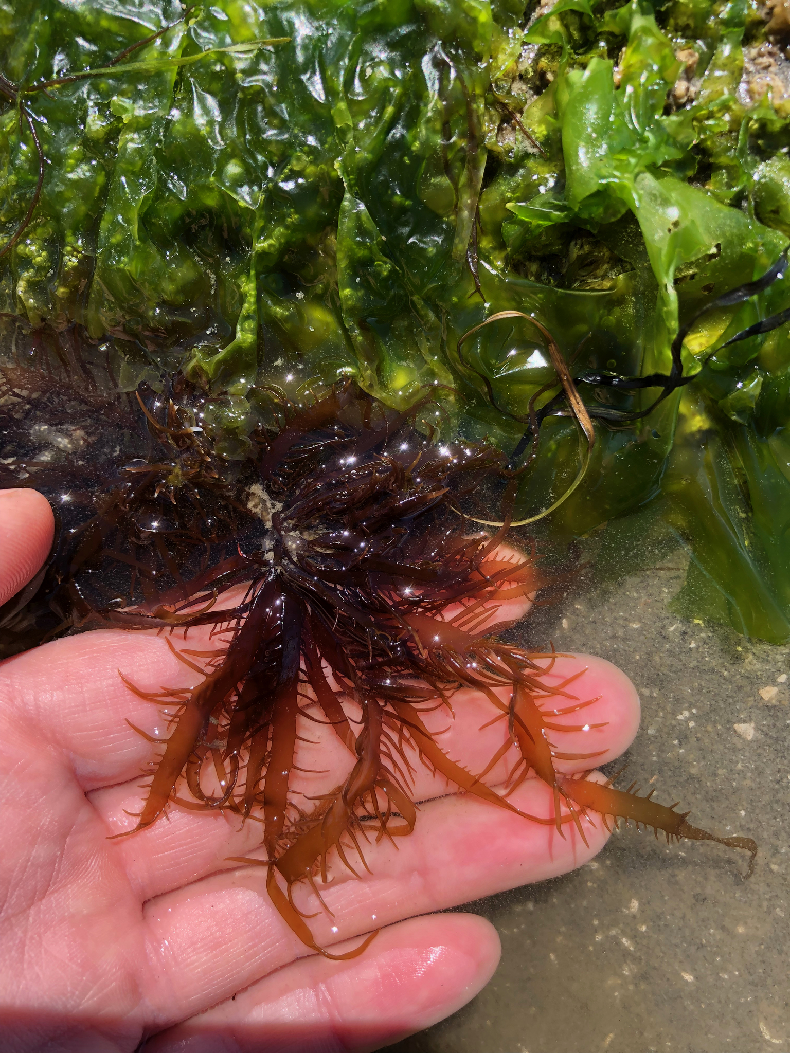 Grateloupia californica