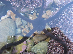 Ophiopsammus maculata