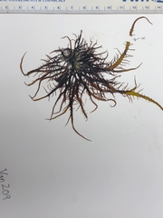 Grateloupia californica