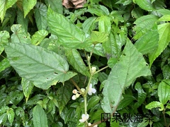 Begonia longifolia