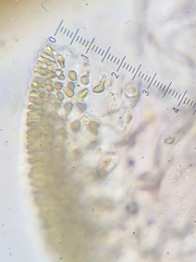 Grateloupia californica