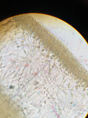 Grateloupia californica