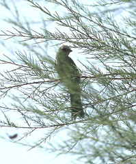 Artemisiospiza belli