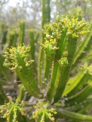 Euphorbia pentagona, photograph author not stated, no rights reserved