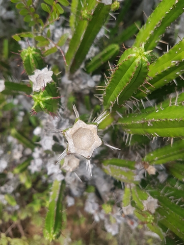 Euphorbia pentagona, photograph 4