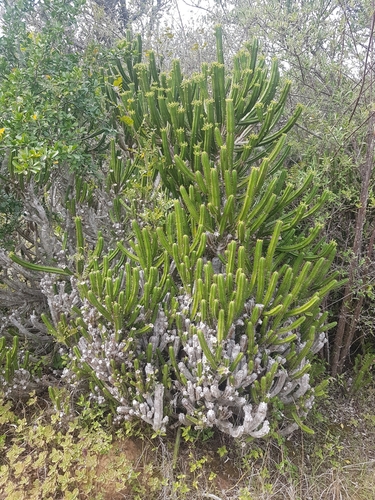 Euphorbia pentagona, photograph 5