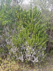 Euphorbia pentagona, photograph author not stated, no rights reserved