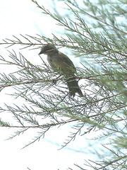 Artemisiospiza belli