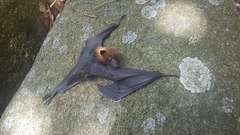 Pteropus seychellensis seychellensis