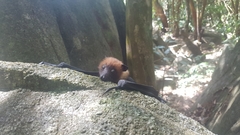 Pteropus seychellensis seychellensis